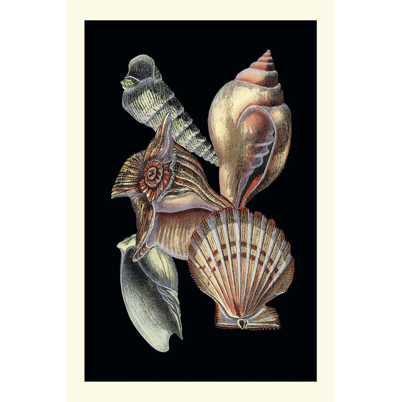Treasures Of The Sea I by Pierre Redoute - Wrapped Canvas Print, 46cm H x 30cm W