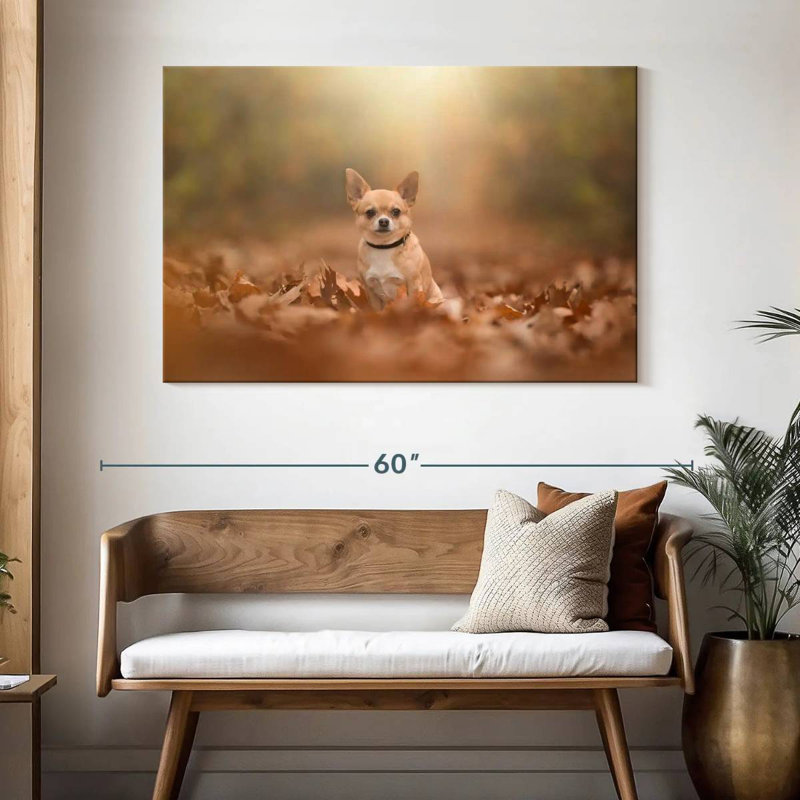 Crowle - Chihuahua dodu