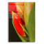 "Amaryllis" par Pamela Plummer-692713287