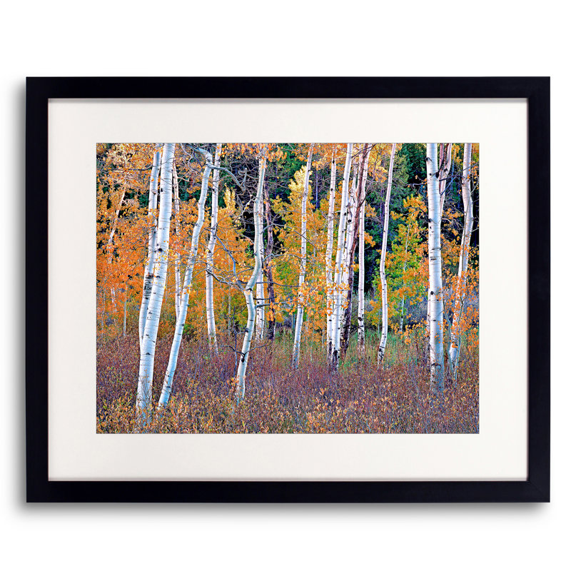 Colorado Autumn Aspen Grove Print by Bruce Heinemann, 31.2" H x 25.2" W, Black Framed Paper