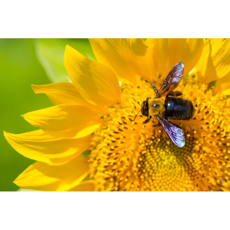 Carpenter Bee - Photographie sur toile tendue, H 24 po x l 36 po