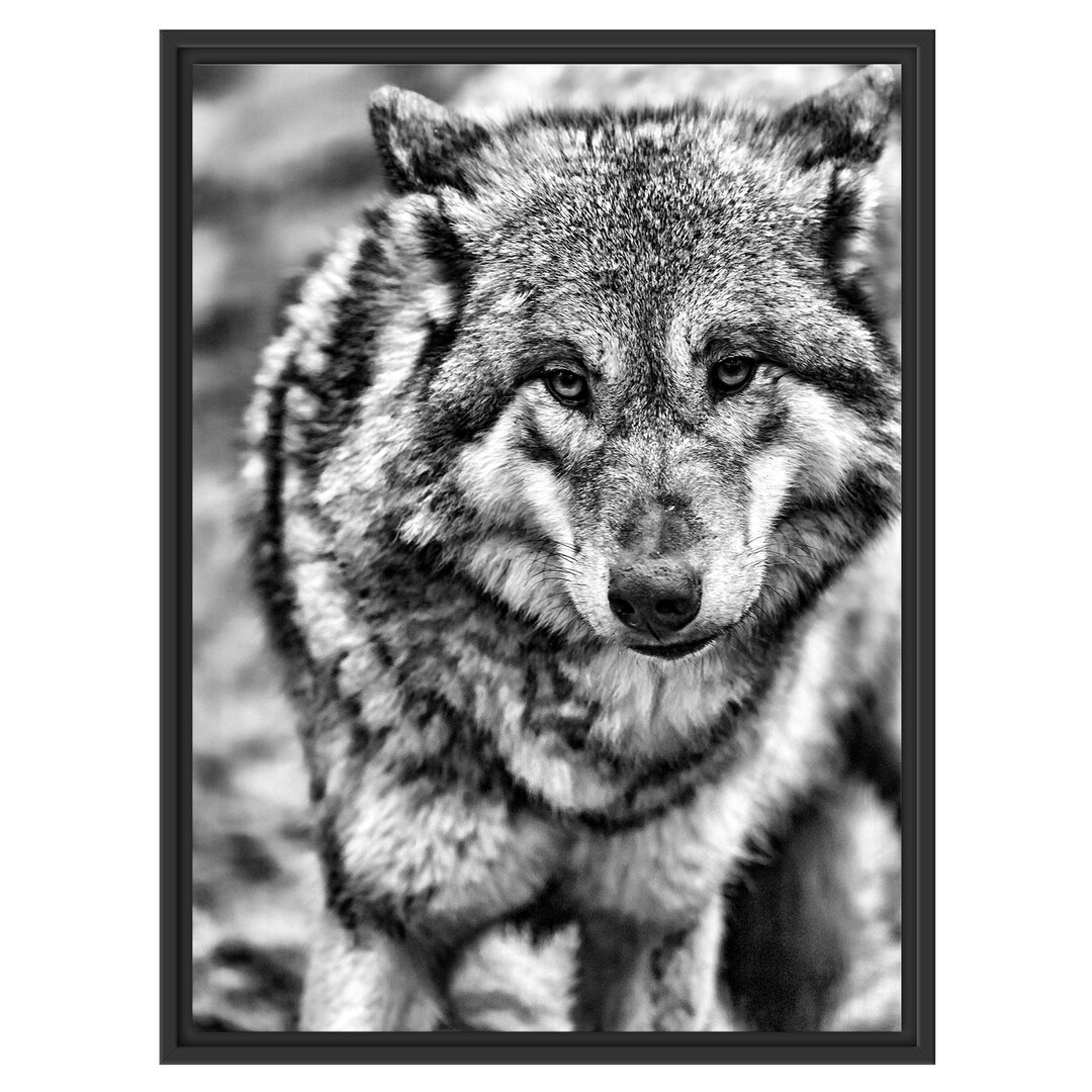 Gerahmtes Wandbild scheuer Wolf