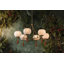 Lustre NIYA par Mandy Cheng x Mitzi