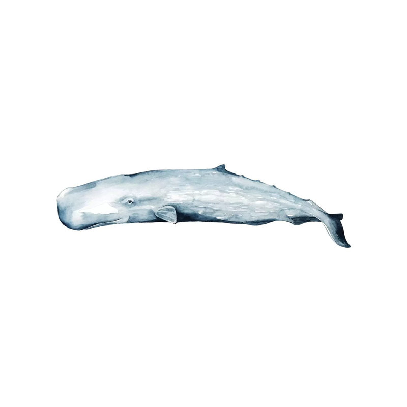 Whale Portrait II by Grace Popp - Wrapped Canvas Panoramic Painting, 121.92 cm H x 40.64 cm W x 1.91 cm D