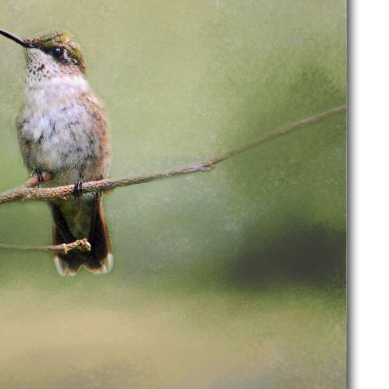 Tiny Visitor Hummingbird Canvas Art in Serene Colors