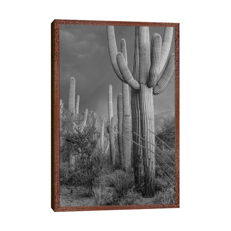 Saguaro cacti, Tucson Mountains, Arizona 1 Piece Wall Art on Canvas, 66.04 cm H x 45.72 cm W, Classic Wood Framed