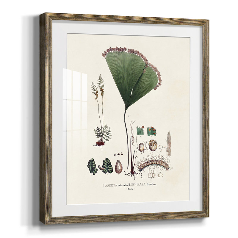 Bright Boy I, reproduction encadrée, Papier avec cadre noyer, Oui, Blanc