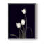 «Tulip Pose III», reproduction encadrée - bois massif-2013194329-2013194343