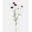 Violet Scabiosa Wildflower 29"
