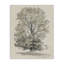 Toile d'arbre de campagne rétro vintage, design par Riley B-1257676646