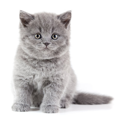 British Shorthair Kitten by Bolot - No Frame Print on Canvas