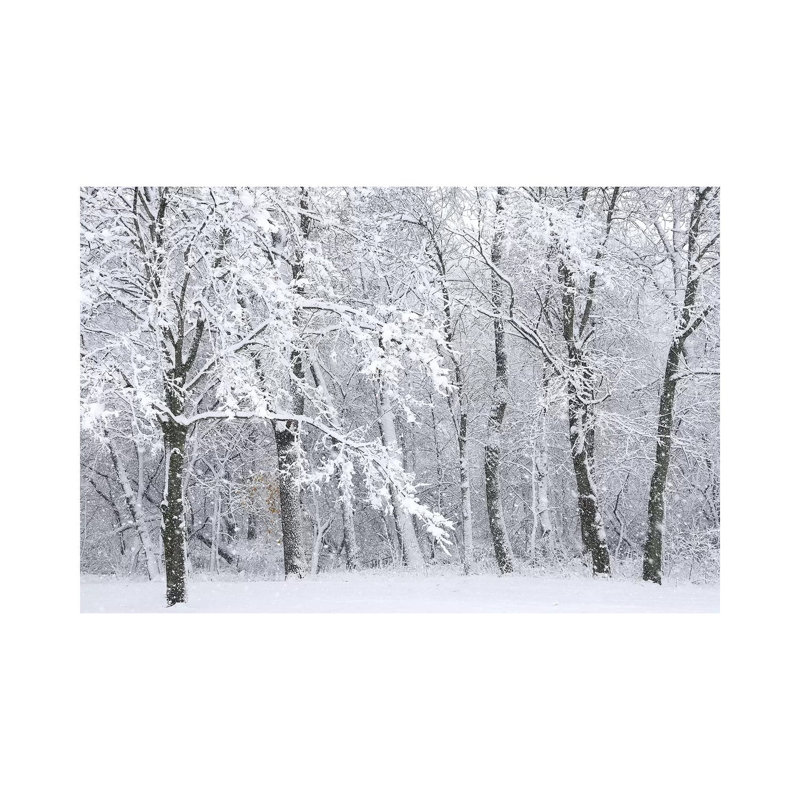 Snowstorm by Brian Wolf - Wrapped Canvas Print, 20.32cm H x 30.48cm W x 1.91cm D