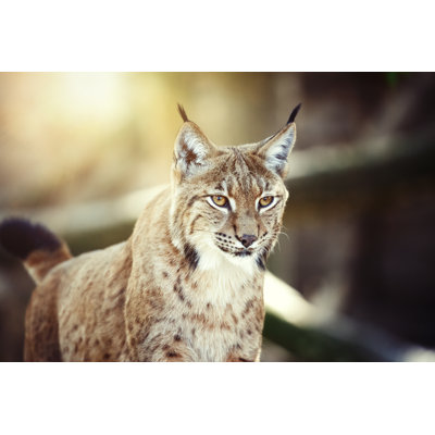 Lynx by Antagain - Wrapped Canvas Print