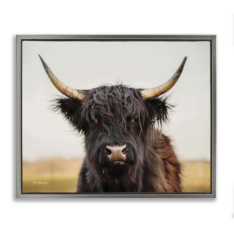 Portrait de vache Highland, H 25 po x l 31 po, Cadre flottant gris lustré