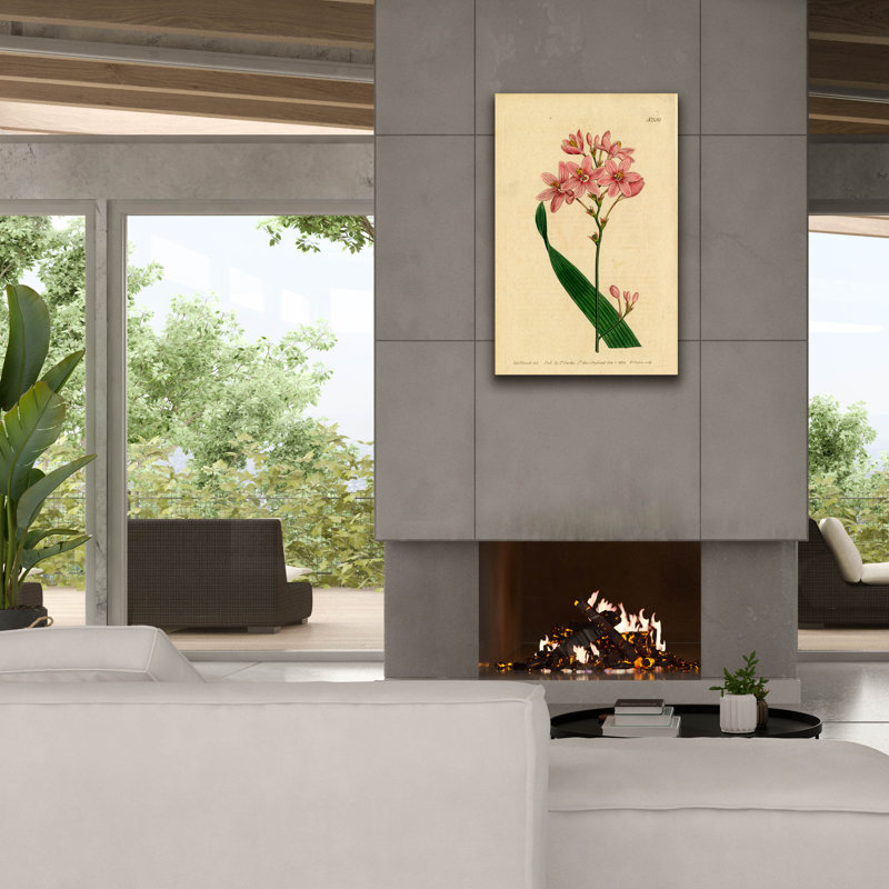 Salver-flowered Ixia' by Art Licencing Studio Canvas Wall Art, 26" x 40"