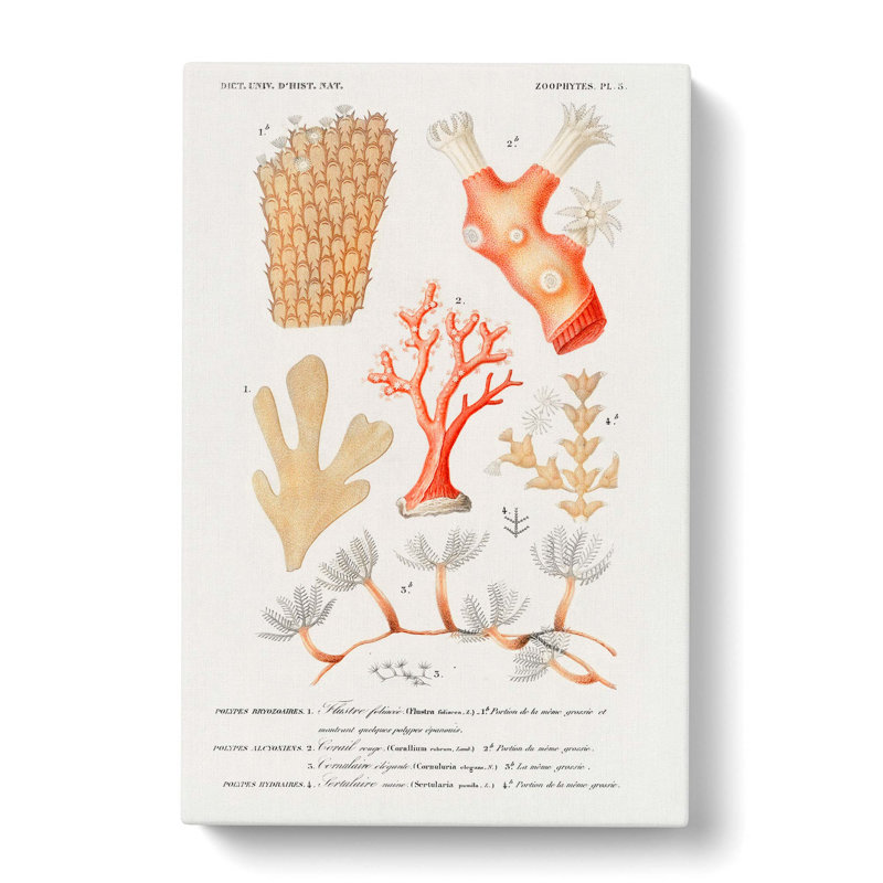 Coral Illustrations PL. 5 by Charles D Orbigny - Wrapped Canvas, 60cm H x 40cm W x 3cm D