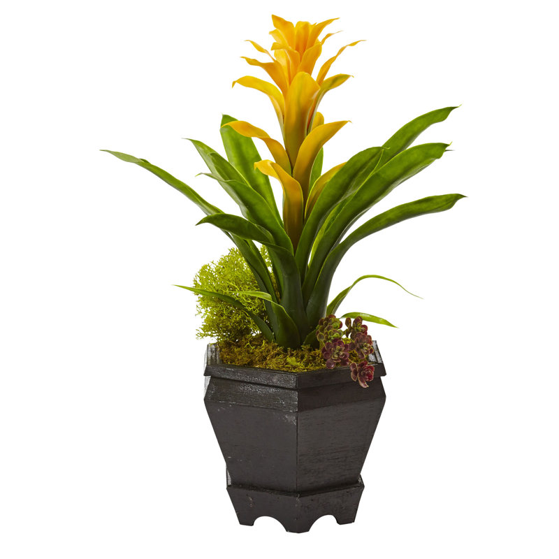 Arrangements floraux de broméliacées en pot, Jaune
