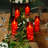 Flameless Led Candles With Embedded Star String, 5 Pcs Battery Operated Acrylic Pillar Candles With Timer And Remote, Flickering Candles For Romantic Ambiance And Home Decoration(red)