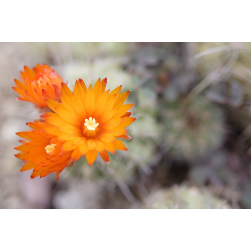 Orange cactus, 20cm H x 30cm W