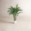 Noah 32" Live Palm Plant in Planter-46518315