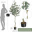 Eucalyptus artificiel avec feuilles de dollar argent