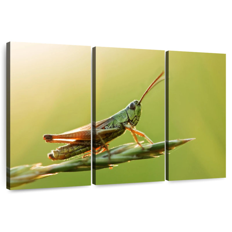 Grasshopper, 24" H x 38" W