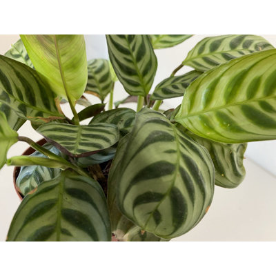 Calathea Burel Marxii - Live Plant in a 2 Inch Pot -Calathea 'Burel Marxii' - Starter Plants - Beautiful and Elegant Easy Care Indoor Houseplants from The Nursery