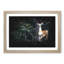 Curious Fawn - Framed Print-56916752-56916757