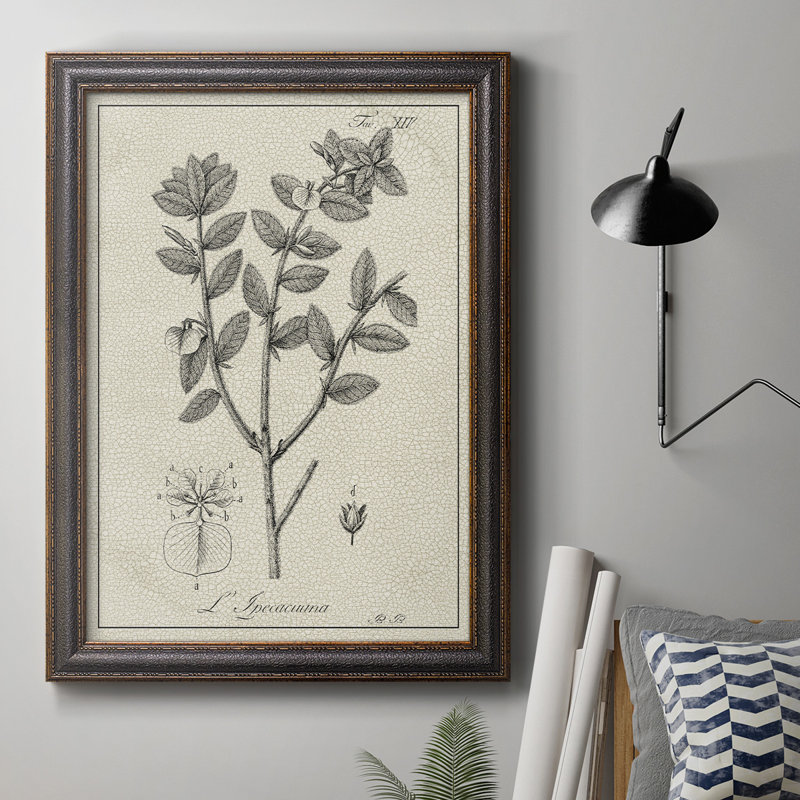 Toile encadrée botanique antique de qualité supérieure noire et blanche - prête à être accrochée