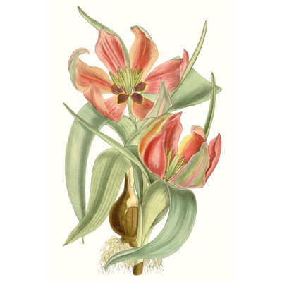 Tulips I by Curtis - Painting