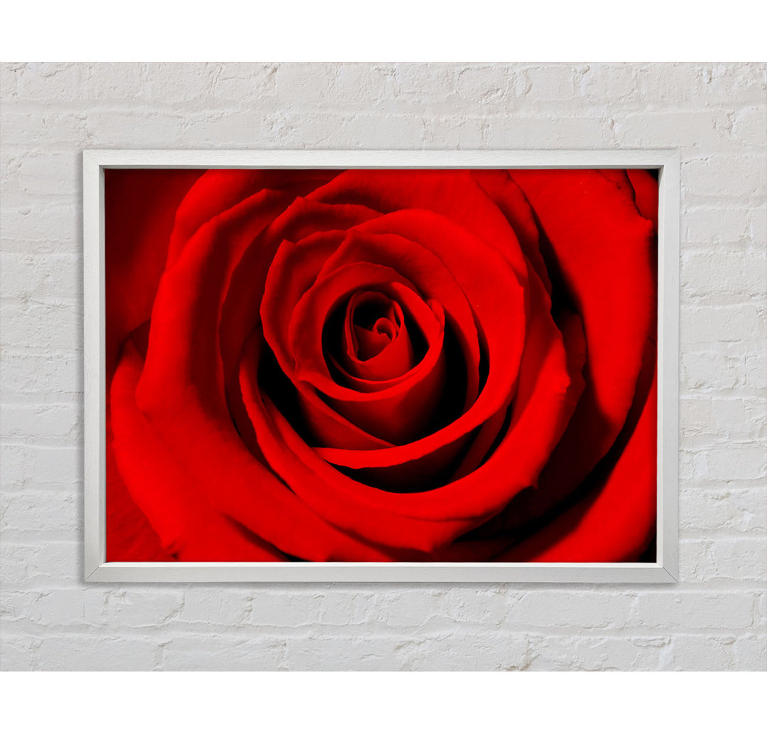 Close-up Of The Soft Red Rose - Einzelbildrahmen Kunstdrucke auf Leinwand