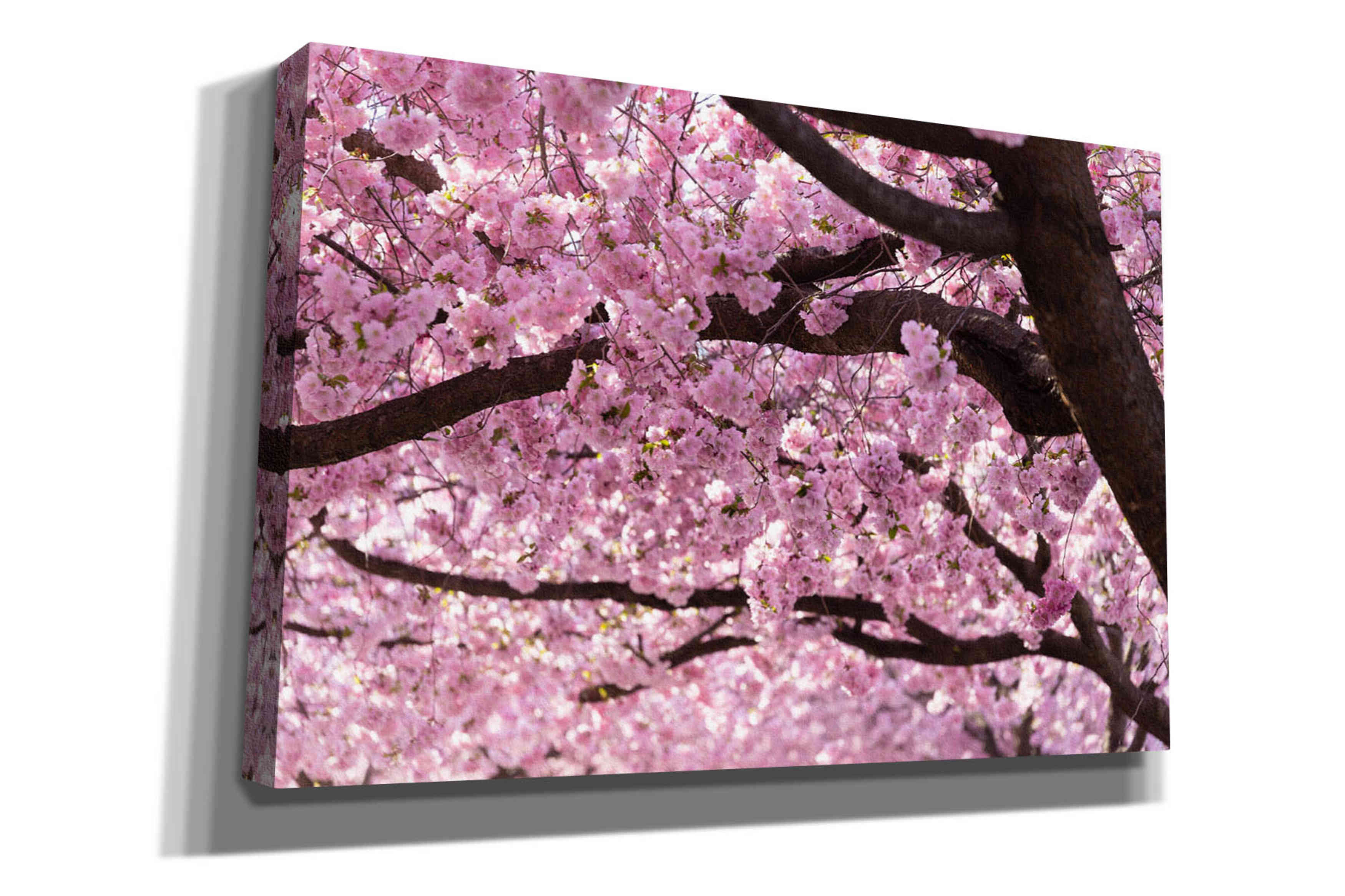 Cortesi Home 'Cherry Blossom Trees' By Nicklas Gus Cherry Blossom Trees On  Canvas by Nicklas Gustafsson Print