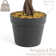 Rubens 91.4cm Tree in Pot
