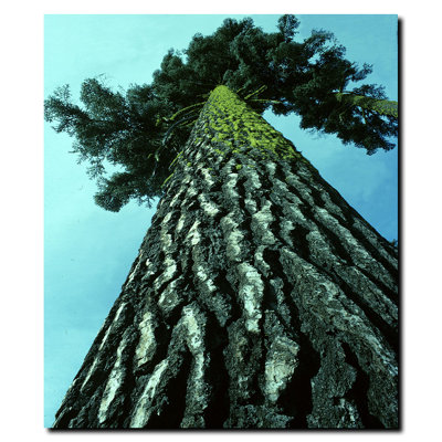 « a tree of life » par kurt shaffer, reproduction de photo sur toile wapped