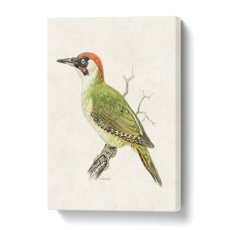 European Green Woodpecker - Wrapped Canvas Painting, 76 cm H x 50 cm W