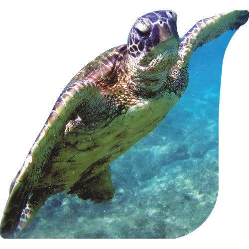 SP13449 Green Turtle Kona Ocean Hawaii Cardboard Cutout Standee Standup