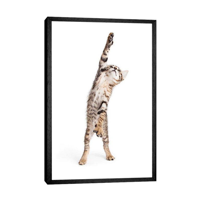 Playful Kitten Standing Reaching One Paw by Susan Richey - Gallery-Wrapped Canvas Giclée on Canvas, Black Framed