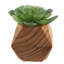 Ensemble de 3 succulent plante en pot