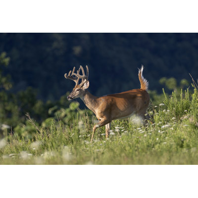 Whitetail Deer - Photographie sur toile tendue