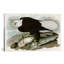 « white-direction eagle » par john james audubon, impression sur toile-850366241-850366242-912736803