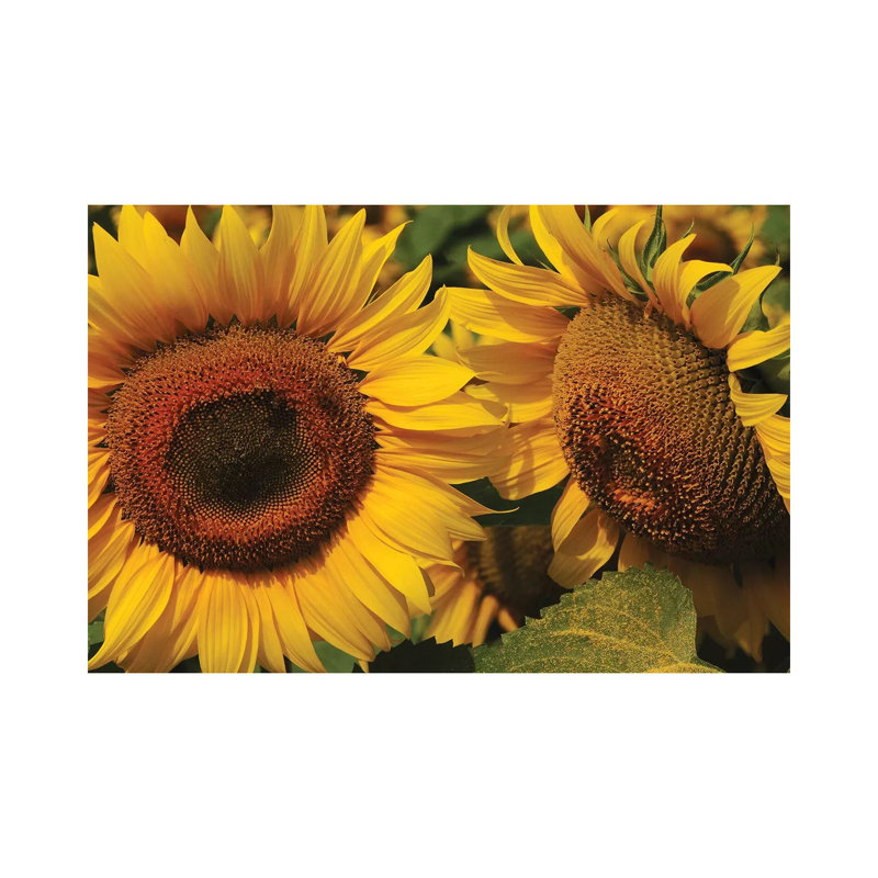 Sunflowers by Brian Wolf - Wrapped Canvas Print