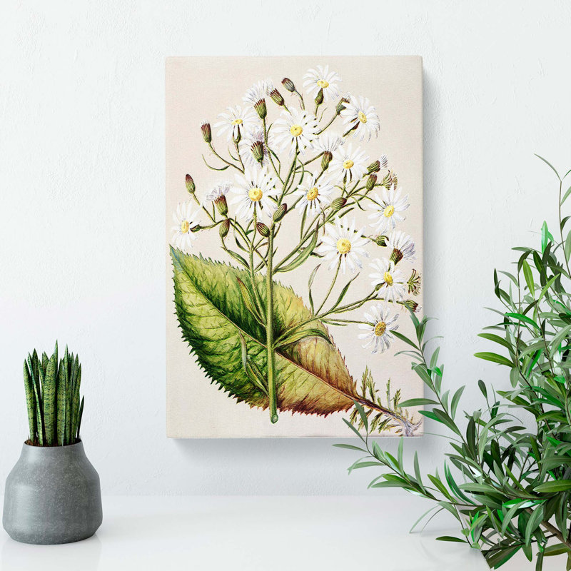 Senecio Hectori Flowers by Sarah Featon - Wrapped Canvas Painting, 50cm H x 35cm W x 3cm D