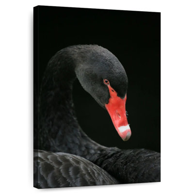 Brampt Black Swan Head
