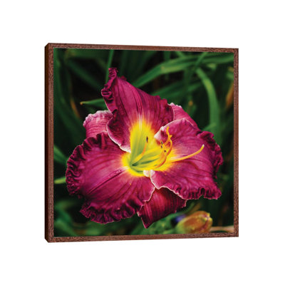 Daylily Garden XII by Bethany Young - Print on Canvas