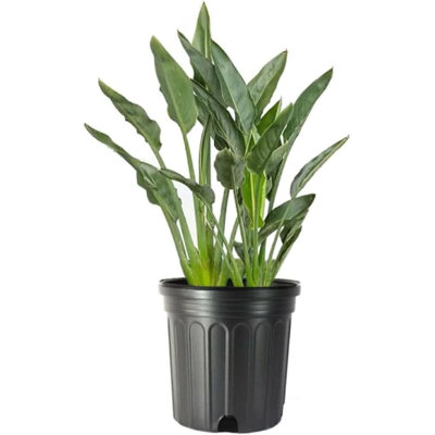 American Plant Exchange Orange Bird of Paradise, Large Live Indoor Plant, 10-Inch Pot, Flowering Houseplant