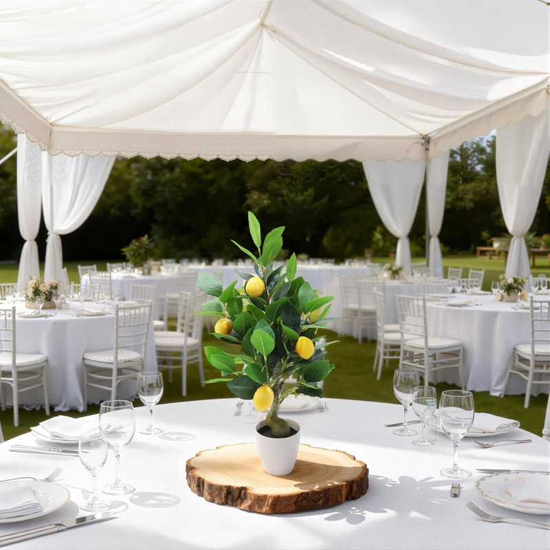 50cm Plant
