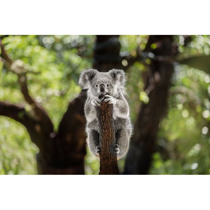 Koala by Chrissmith731 - Wrapped Canvas Print, 51cm H x 76cm W x 3.8cm D