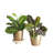 Live Prayer Plant Set in Classic Pots-78391162