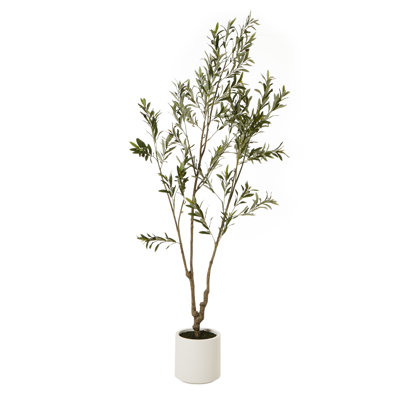 Andaiye 210cm Plant in Pot