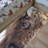 Non Woven Thin Type Printed Rug Featuring an Intricate Floral Pattern Perfect for Elevating Your Living Room or Bedroom Decor-127448891